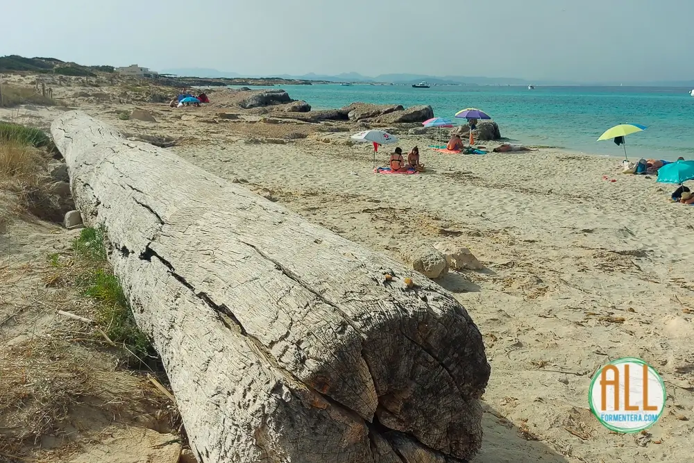 Tronco en la playa de ses canyes, Formentera
