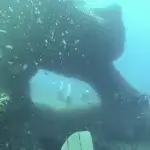 Submarinismo El Arco, Formentera