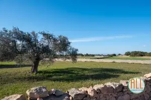 Campo con olivo en Formentera. En primero plano hay un muro de piedra seca