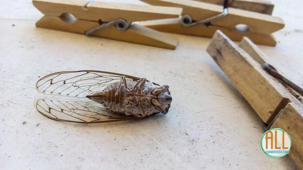 Cicada in Formentera