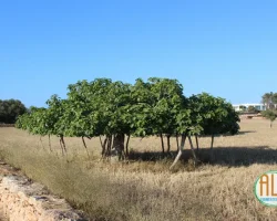 Higueras típicas de Formentera