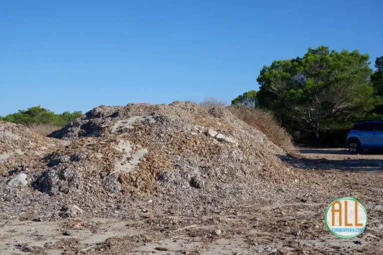 Posidonia acumulada en Cala Saona después de ser retirada