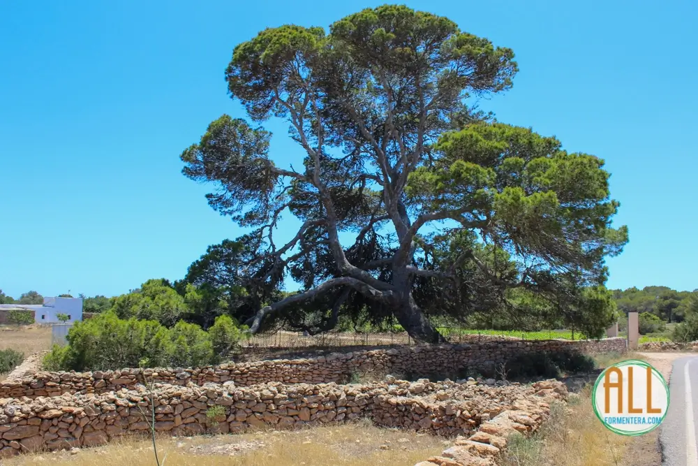 Adult pine tree in Formentera