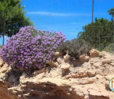 Arbustos típicos de Formentera en flor