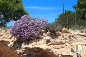 Pflanzen auf Formentera