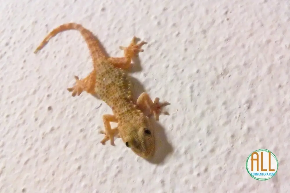 Salamanquesa de Formentera en una pared. El dragón tiene color marón claro con tonos amarillos