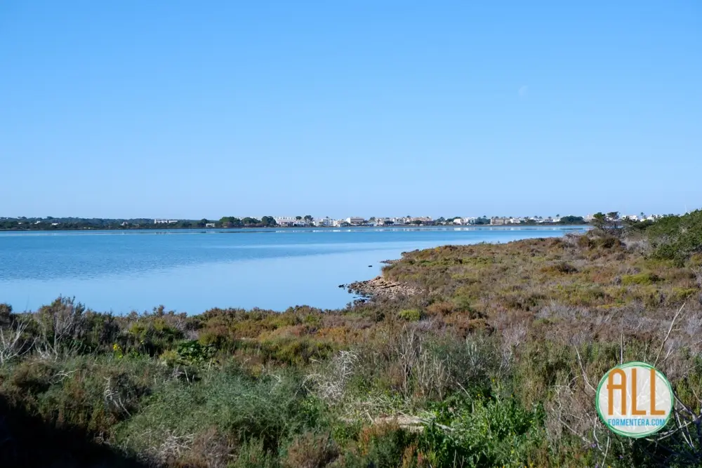 Foto del Estany Pudent desde la orilla. En primer plano, vegetación típica adaptada a la salinidad. Al fondo, al otro lado de la orilla, se pueden apreciar edificios y casas.