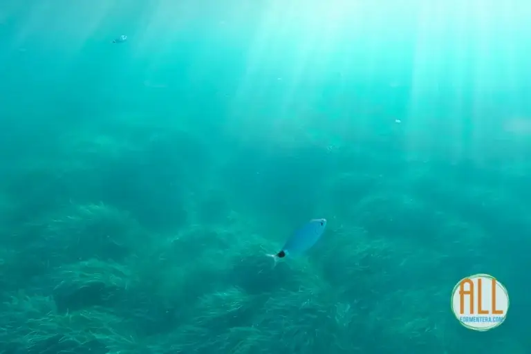 Peces fotografiados bajo el agua