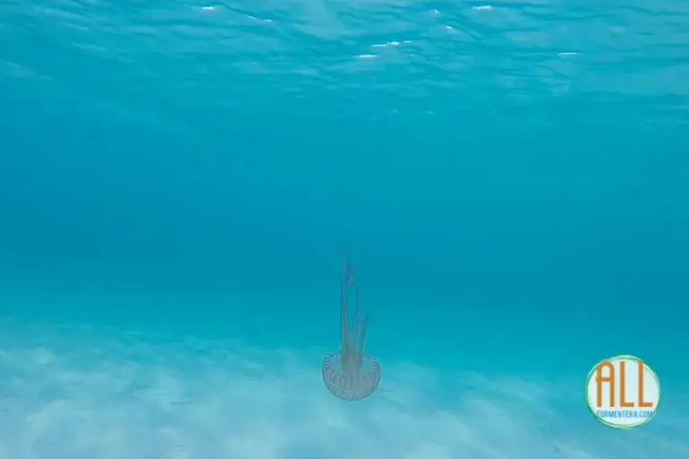 Méduse photographiée lors d'une séance de snorkeling à Formentera.
