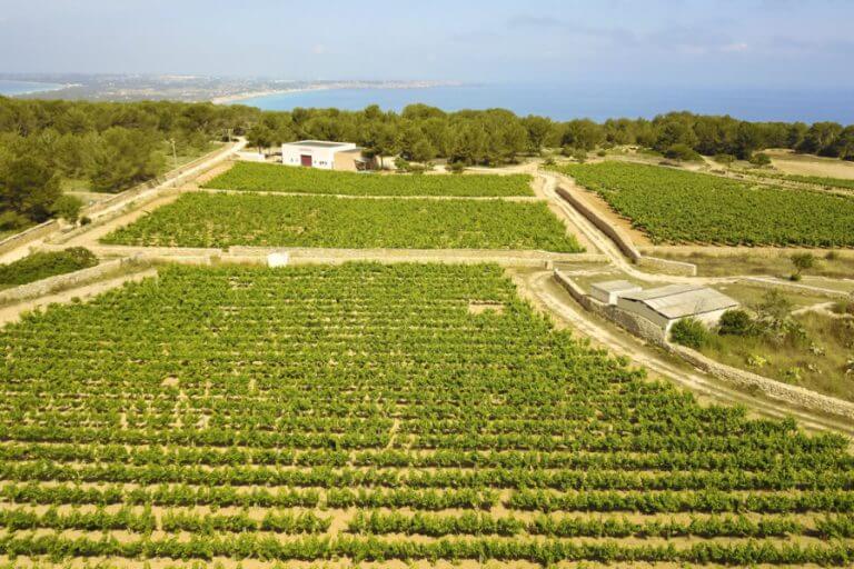 Vista de las viñas de la Bodega Terramoll, en Formentera